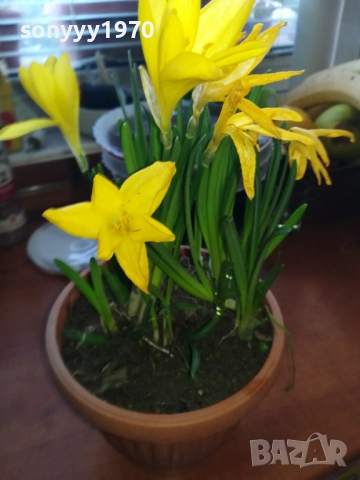 ЦВЕТЯ В САКСИЯ 1910251229, снимка 7 - Градински цветя и растения - 52105462