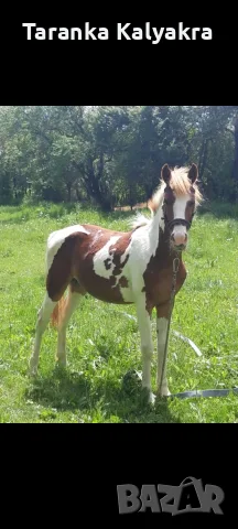 Prodavam se konche mujko na 1 godinka, снимка 2 - Изгубени/намерени - 56059351