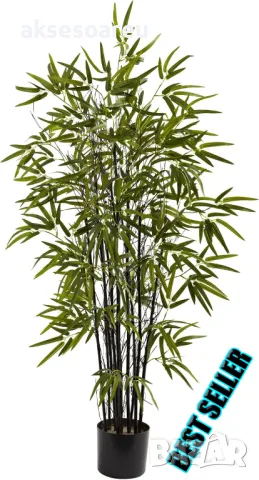 60 бр. ЧЕРНИ бамбукови семена - Phyllostachys nigra  Издръжлив рядък вид вечнозелен черен бамбук, снимка 12 - Сортови семена и луковици - 48993103