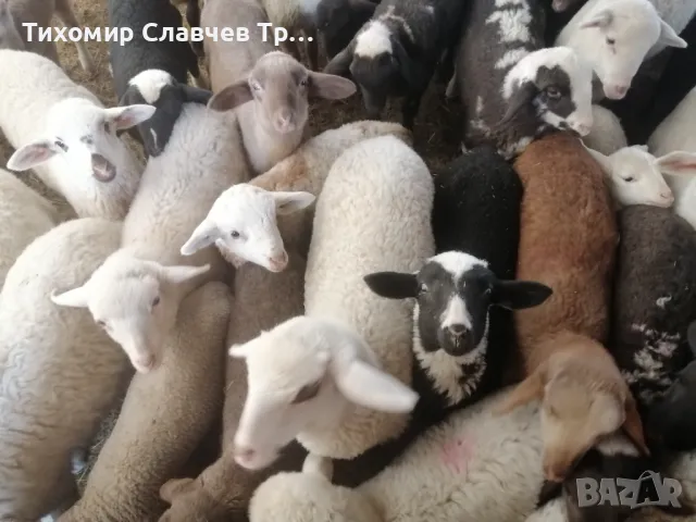 Продавам агнета, за обл. Варна , снимка 1