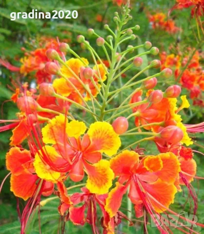 Цезалпиния пулхерима – Caesalpinia pulcherrima, снимка 2 - Разсади - 55863597