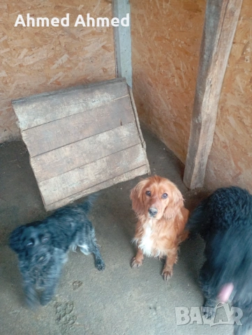 Кучета за трюфели, снимка 3 - Шпаньоли - 53566138