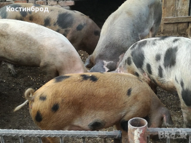 ПРАСЕТА. АКЦИЯ., снимка 3 - Прасета - 48062142