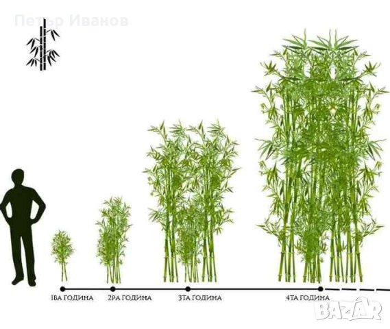 Бамбук студеноустойчив с корен, снимка 7 - Градински цветя и растения - 41115267