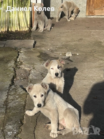 Продавам женски и мъжки алабаи, снимка 12 - Алабай - 52813719