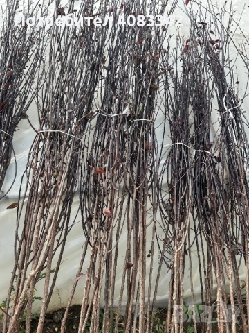 Червенолистна Слива , снимка 2 - Градински цветя и растения - 52127602