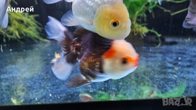 Оранди ( Златни рибки), снимка 6 - Рибки - 51499080