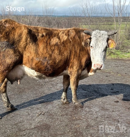 Продавам 3  Бременни Крави