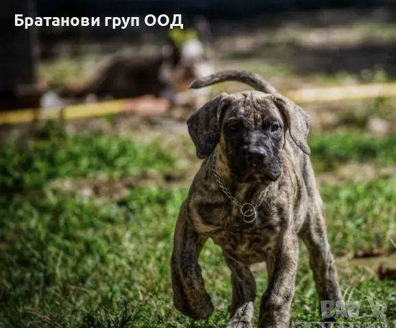 Канарски дог/Преса Канарио, снимка 3 - Други - 47407095