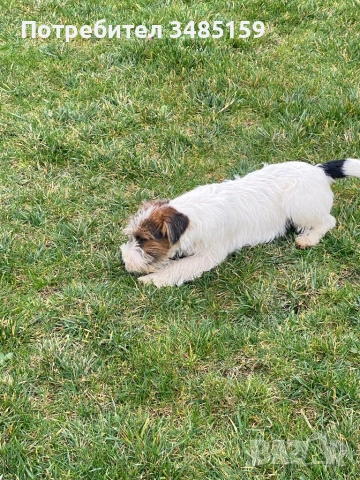 Парсън Ръсел Териер , снимка 4 - Джак ръсел териер - 47713816