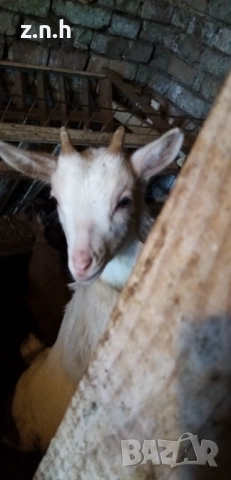 Продавам ярета, снимка 2 - За селскостопански - 53718615