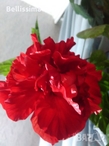 Хибискус , Китайска роза, снимка 4 - Стайни растения - 38746084