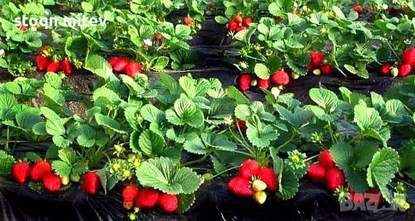 продавам целогодишен разсад ягоди и малини0885353190, снимка 3 - Разсади - 53625104