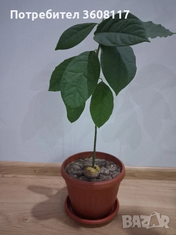 авокадо , снимка 2 - Стайни растения - 53153943