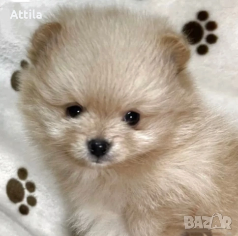  Померан – мини и джудже тип, снимка 4 - Померан - 53622471