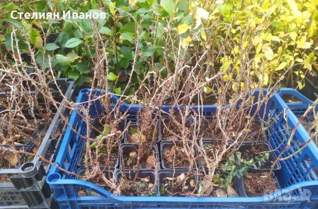 Цариградско грозде (Ribes uva-crispa) - червено, снимка 8 - Градински цветя и растения - 52354393