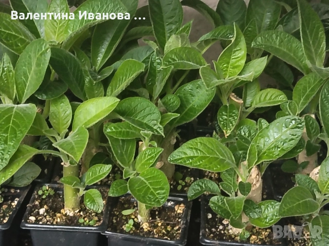 комплект 4бр ангелски тромпет , снимка 12 - Разсади - 52380470