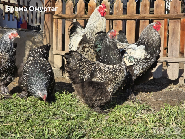 Продавам разплодни яйца от Сребърно кантирана барма (Silver Laced), снимка 10 - Кокошки и пуйки - 53811785