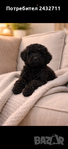 Мини пудел , снимка 2 - Пудели - 53606471