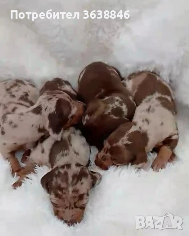 мини дакели