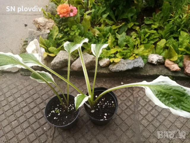 Хоста, снимка 1