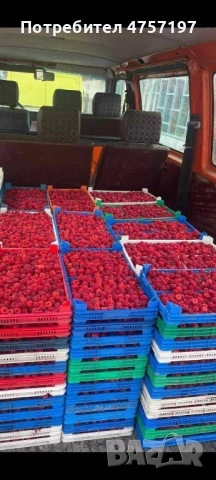 разсад ягоди и малини, снимка 5 - Разсади - 53757831