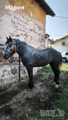 мъжки коне за продан, снимка 3 - Коне - 56348168