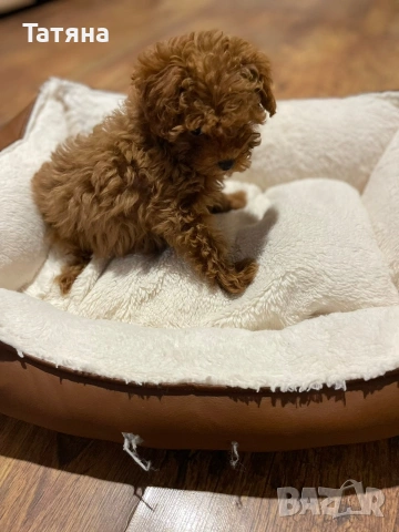 Пудел Той, снимка 3 - Търси партньор - 53566391