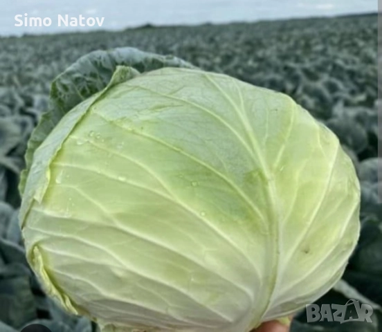 Зеле марлу , снимка 2 - Други - 52770892