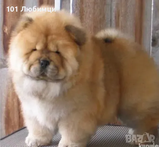 Чау Чау , снимка 4 - Чау Чау - 47454839
