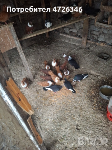 Гълаби, снимка 2 - Гълъби - 53423080