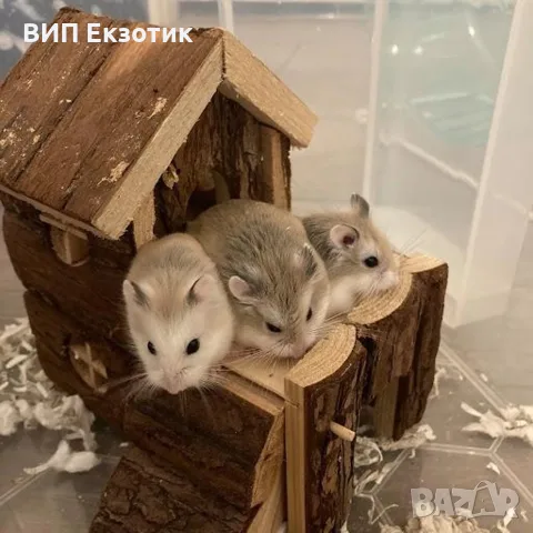 ПРОДАВА ХАМСТЕРИ И МИШКИ