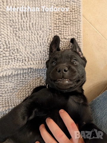 Две лабрадорчета си търсят стопани, снимка 8 - Лабрадор ретривър - 52677634