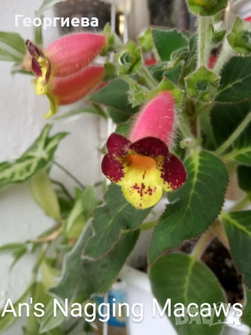 разменям ризоми от колерия, снимка 3 - Стайни растения - 52913679