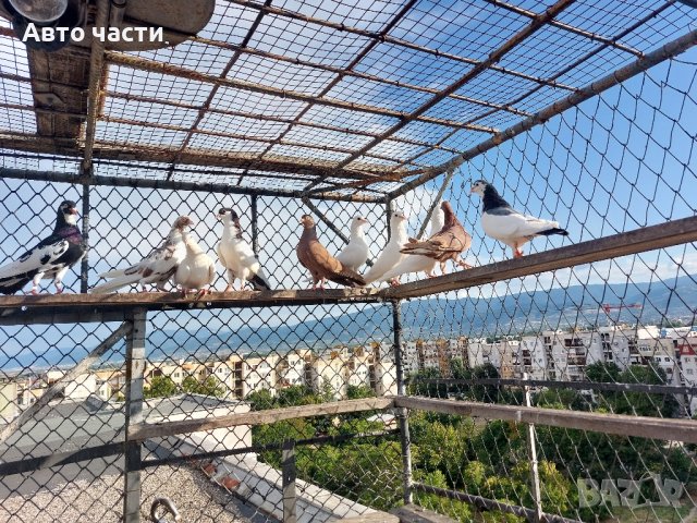 пазарджишки високолетачи.със добри полети, снимка 3 - Гълъби - 41818427