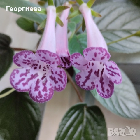 синuнгия, снимка 4 - Стайни растения - 50769848