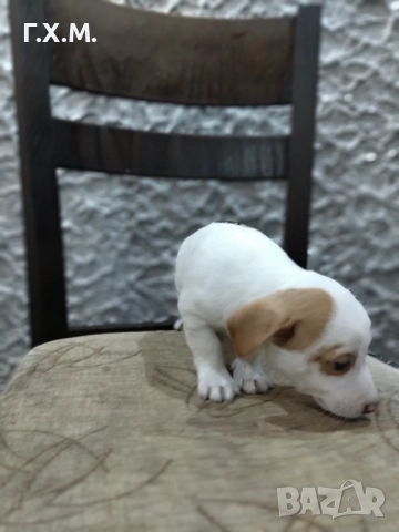 Джак ръсел , снимка 8 - Джак ръсел териер - 52470681