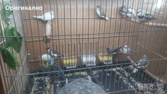  Диамантени, Зеброви и Японски  амадини, снимка 12 - Амадини - 48619977