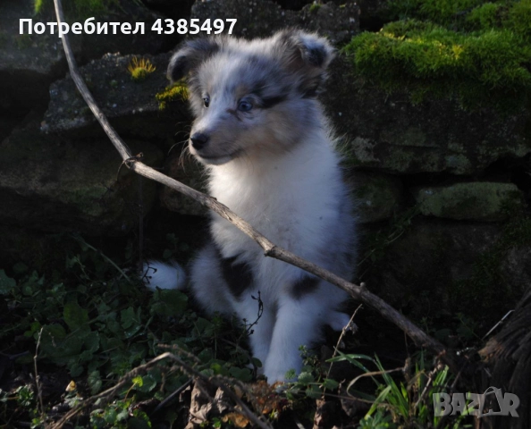 Кученца Шелти женска, снимка 5 - Други - 52802202