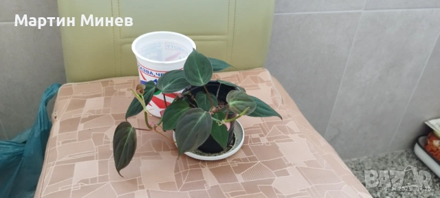 Филодендрон (Philodendron) «Micans» (лиана/увивни) , снимка 2 - Стайни растения - 52093330