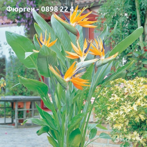 Кралска стрелиция (Strelitzia reginae), снимка 5 - Разсади - 52907830