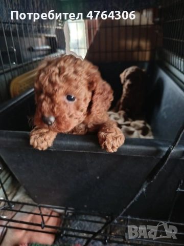 Пудел той, снимка 2 - Пудели - 53827299