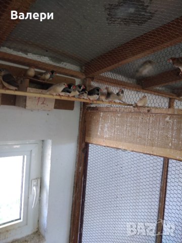 Продавам малки александри, снимка 3 - Папагали - 41684833