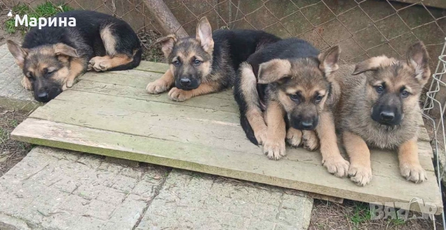 Немски овчарки мъжки и женски, снимка 2 - Немска овчарка - 52669737