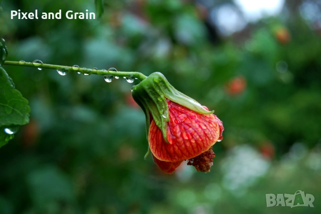 Nikon D60 фотоапарат + два обектива и аксесоари Никон, снимка 10 - Фотоапарати - 53670746