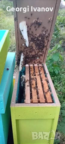 Нуклеуси от фибран , снимка 5 - За пчели - 49670968