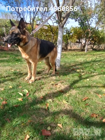 Женска немска овчарка , снимка 1