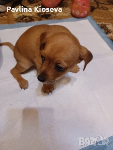 Мини пинчерчета, снимка 4 - Пинчер - 52429028