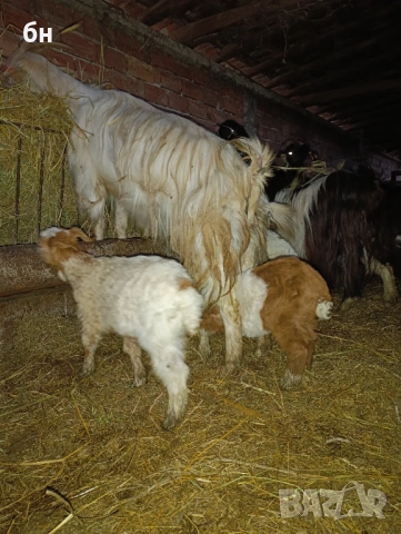 Продавам кози стадо, снимка 3 - Кози - 53670306