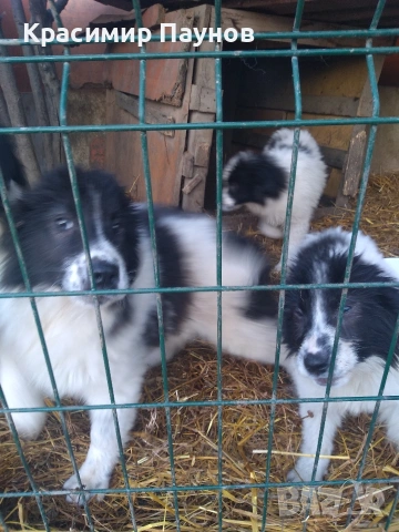 Малки  каракачанки . 4 месеца ., снимка 6 - Каракачанска овчарка - 53821136